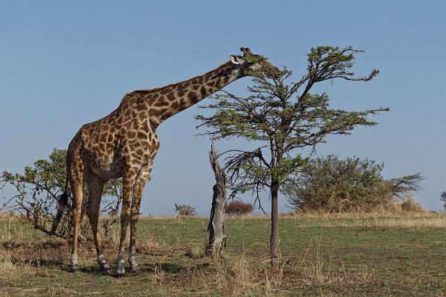 104 Tanzania, N-Serengeti, giraffe.jpg